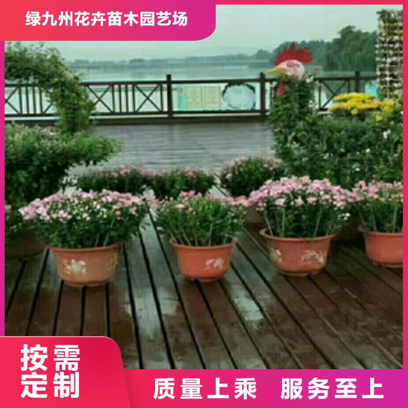 时令草花耐寒耐旱草花基地现货