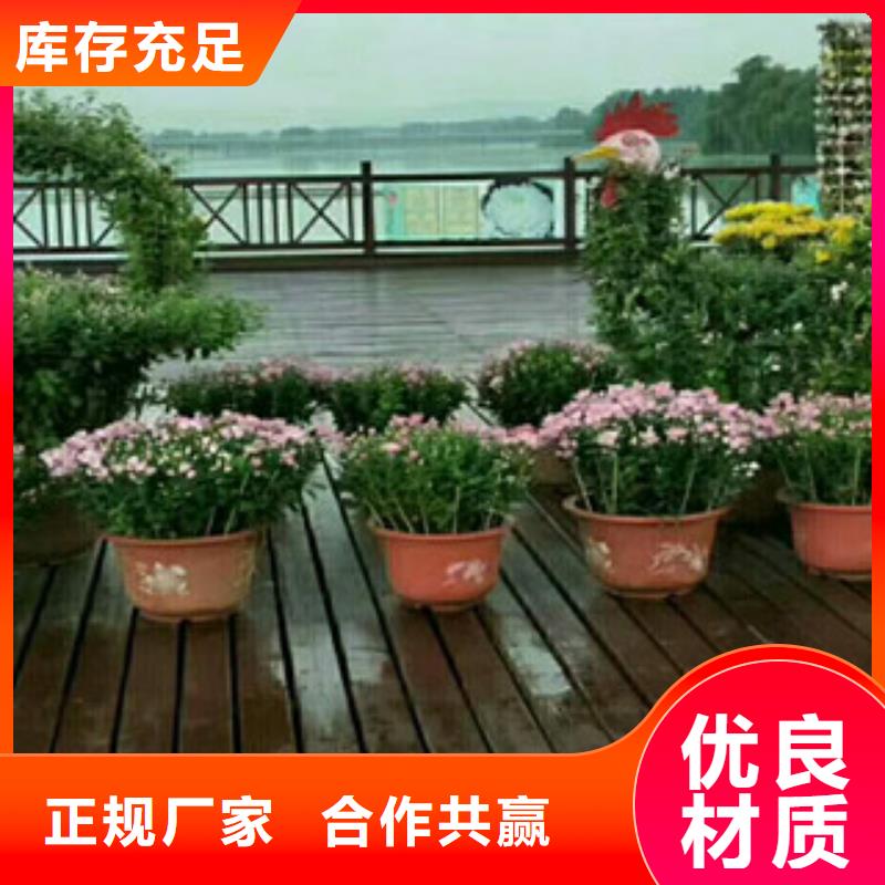 时令草花宿根花卉基地品质值得信赖