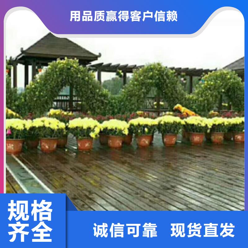 时令草花柳叶马鞭草/薰衣草合作共赢