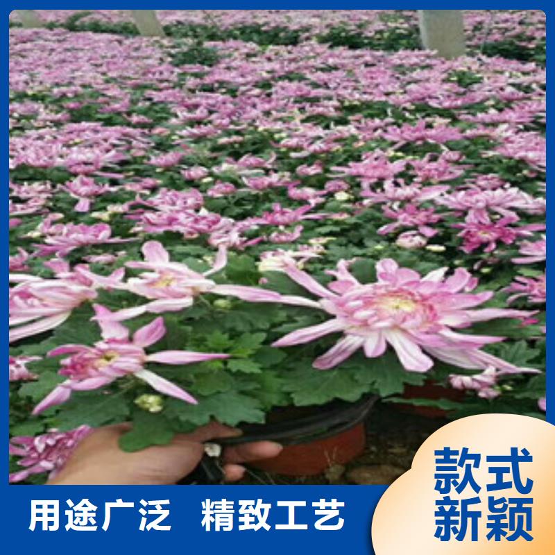 时令草花宿根花卉基地品质值得信赖