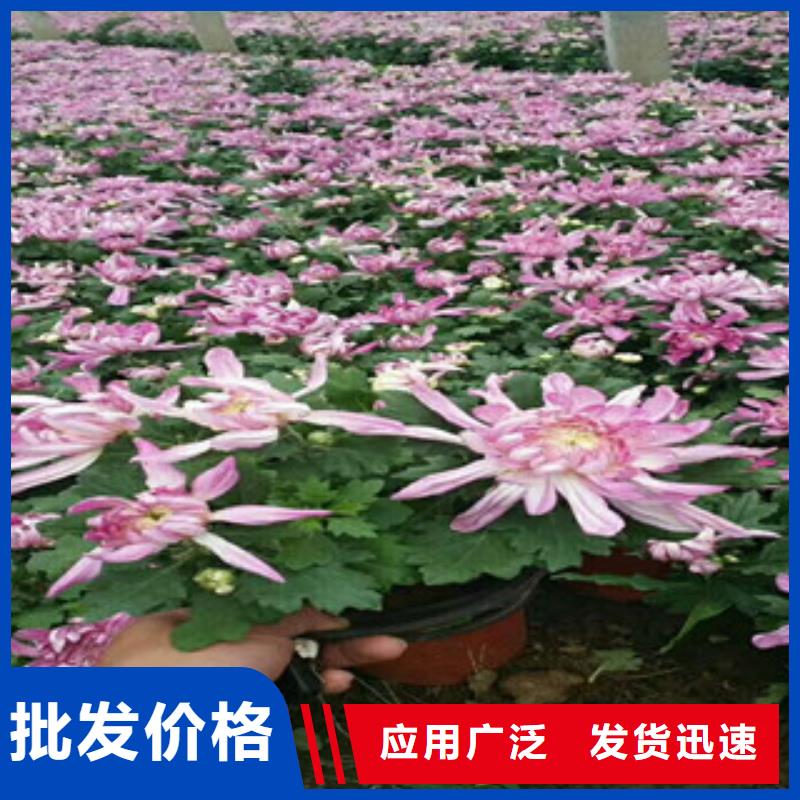 时令草花柳叶马鞭草/薰衣草合作共赢