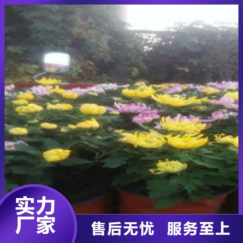 时令草花五一国庆草花批发诚信可靠