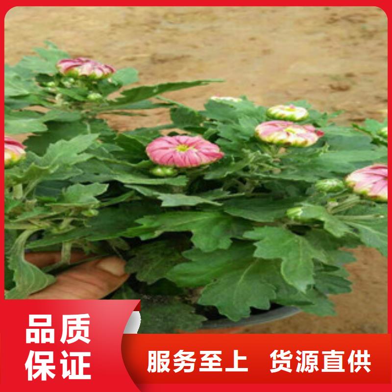 时令草花-耐寒耐旱草花基地极速发货