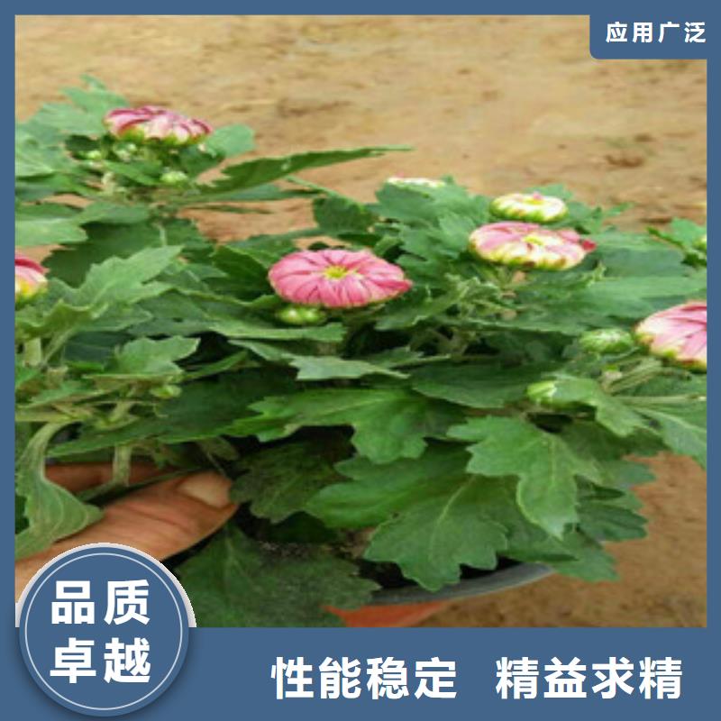 时令草花宿根花卉基地品质值得信赖