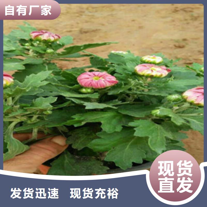 时令草花耐寒耐旱草花基地优选好材铸造好品质