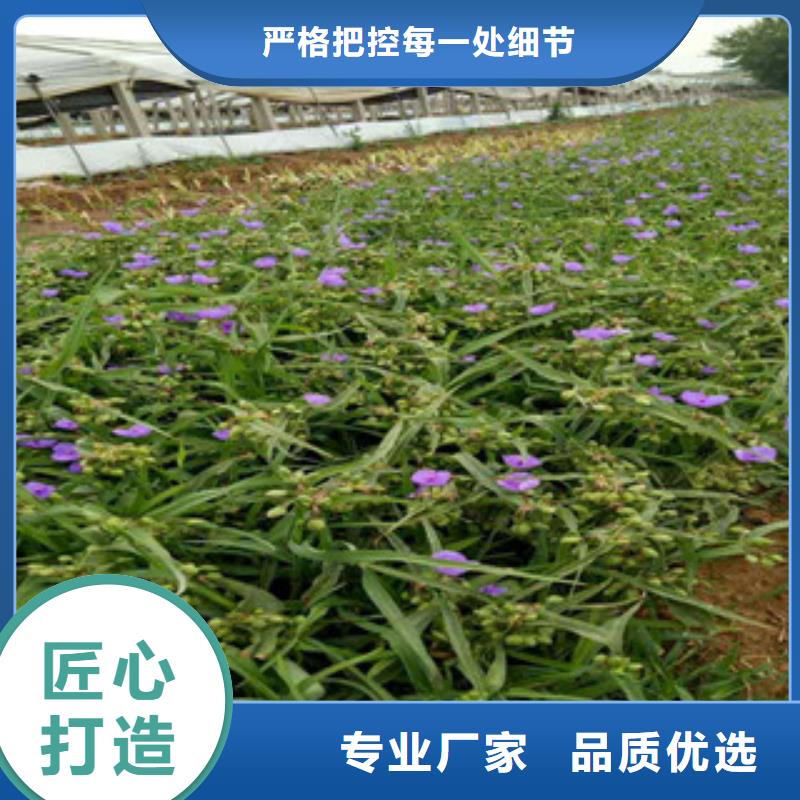 时令草花宿根花卉基地品质值得信赖