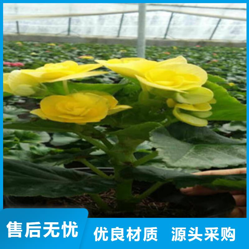 【时令草花】花海景观工程为您精心挑选