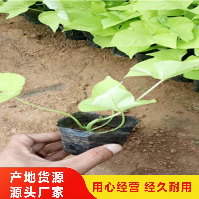 时令草花花海景观工程质量可靠