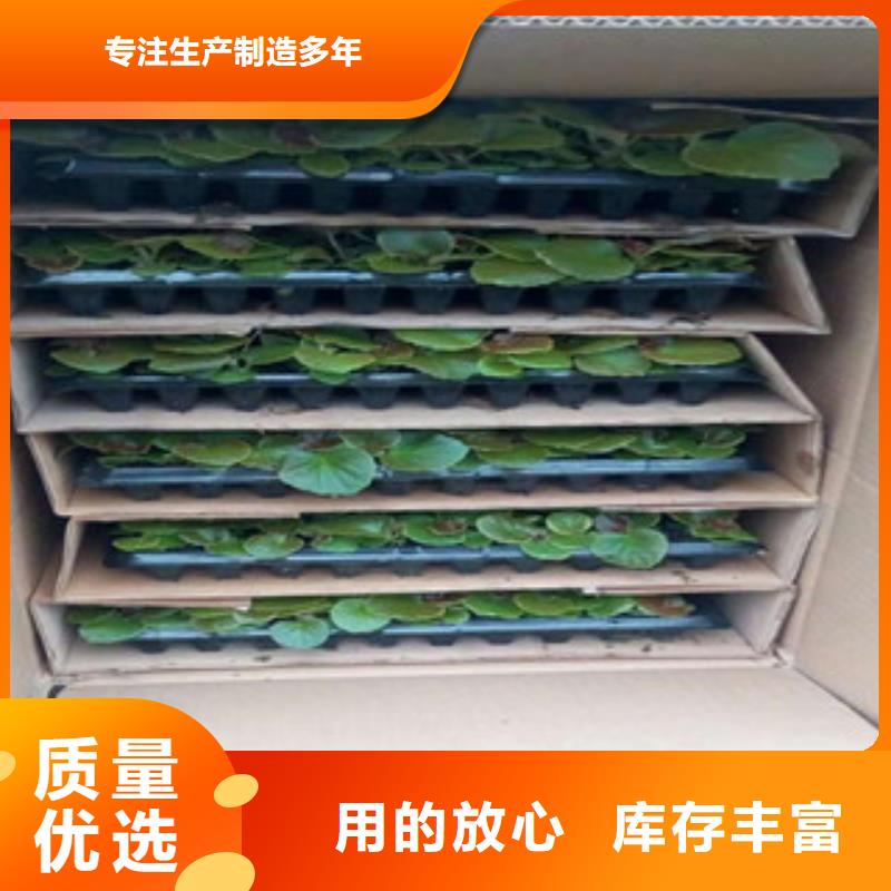 【时令草花,观赏草/蒲苇狼尾草质量为本】