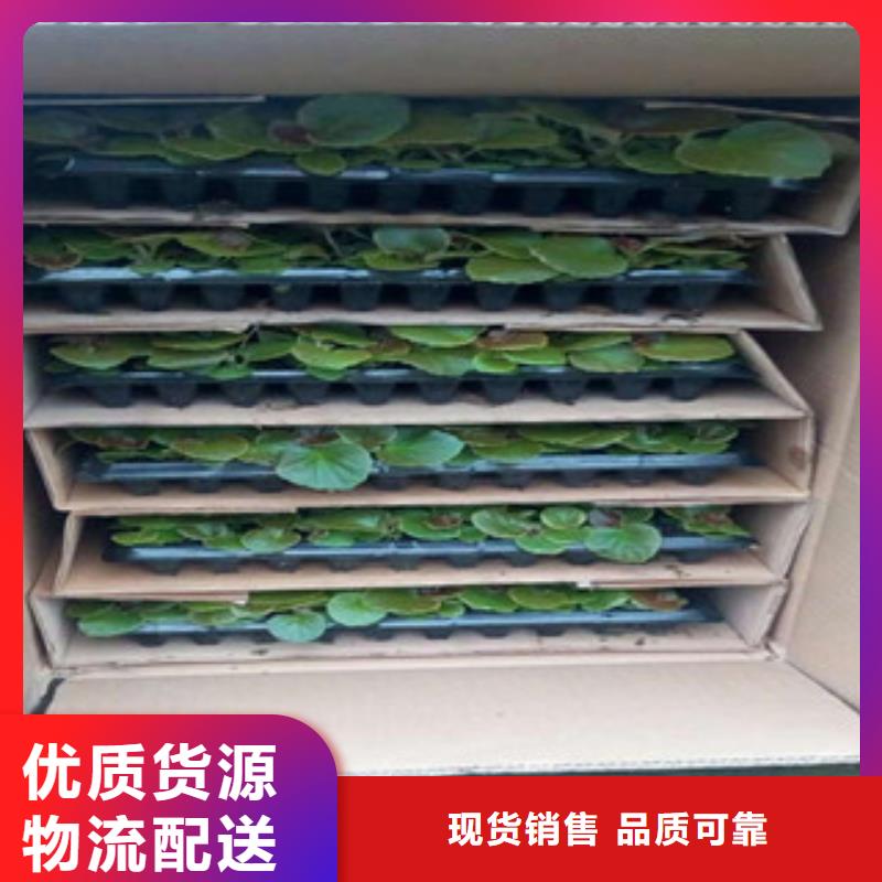 【时令草花】_五一国庆草花批发敢与同行比质量绿九州