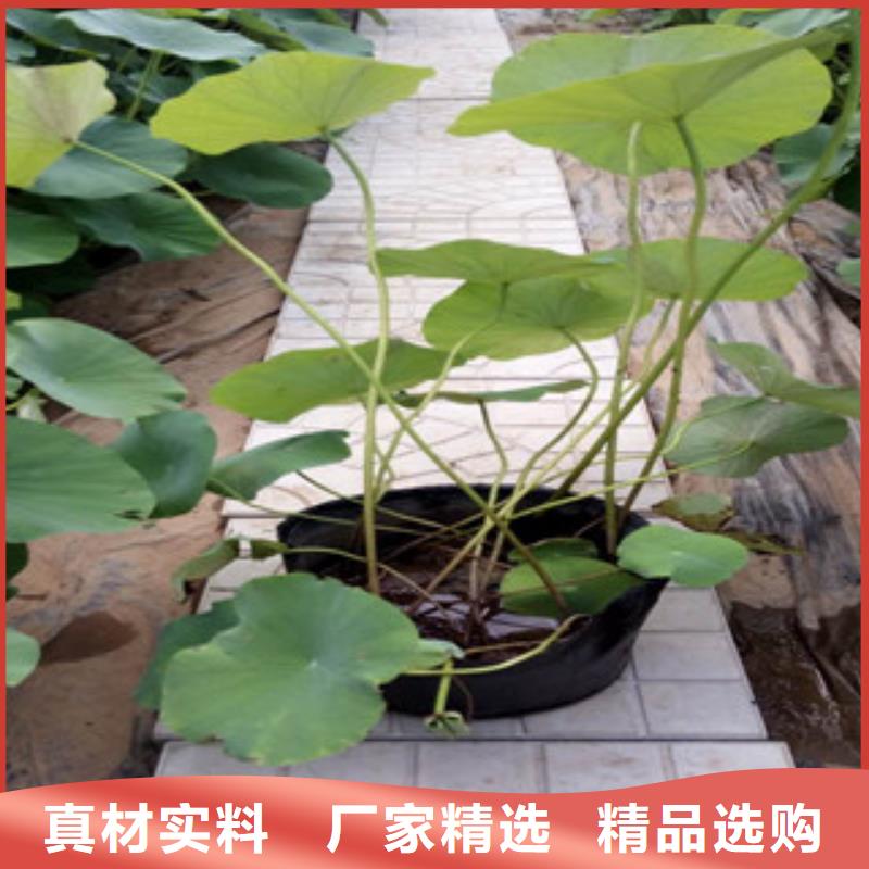 时令草花宿根花卉基地源头直供