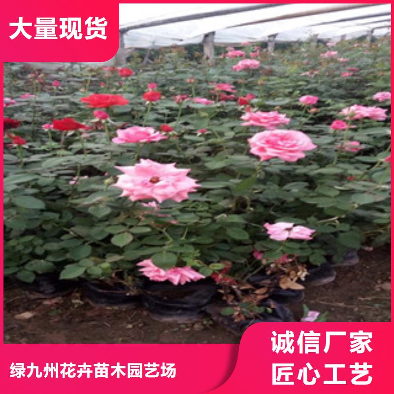 时令草花_柳叶马鞭草/薰衣草严格把控质量