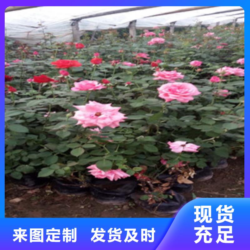 时令草花宿根花卉基地优选厂商