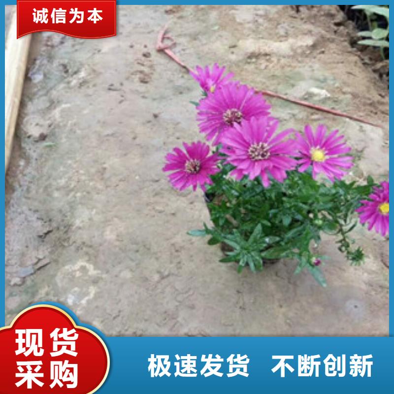 时令草花宿根花卉基地优选厂商