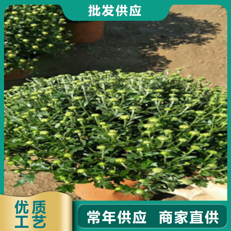 时令草花柳叶马鞭草/薰衣草合作共赢