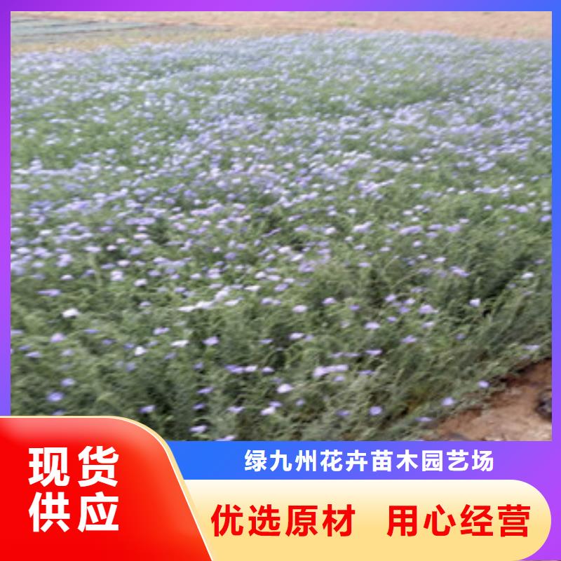 【宿根花卉】-耐寒耐旱草花基地现货实拍 绿九州花卉苗木园艺场(阿拉善市分公司)