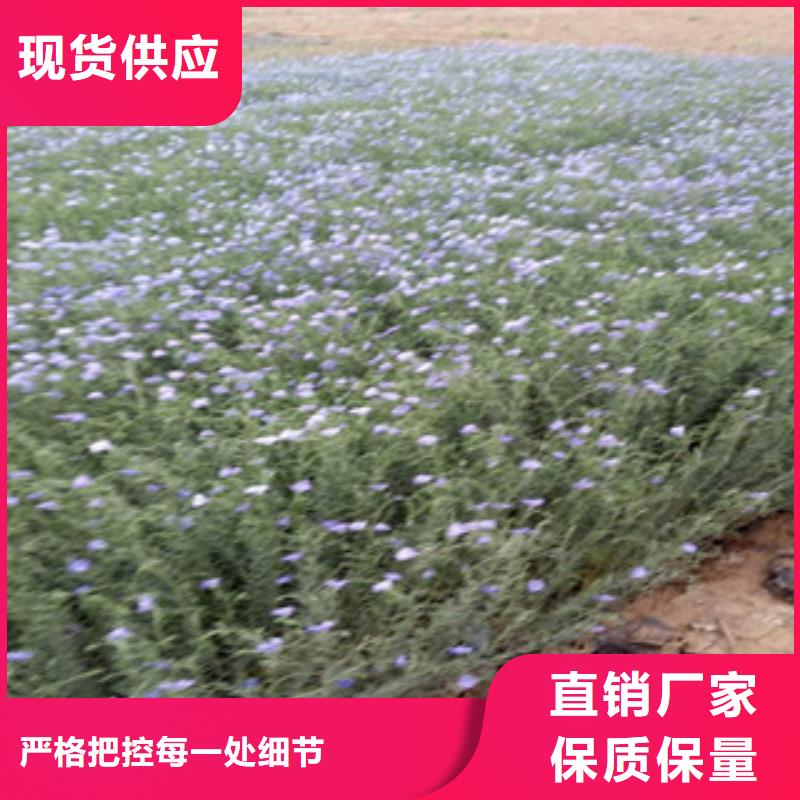 宿根花卉花海景观工程质量牢靠