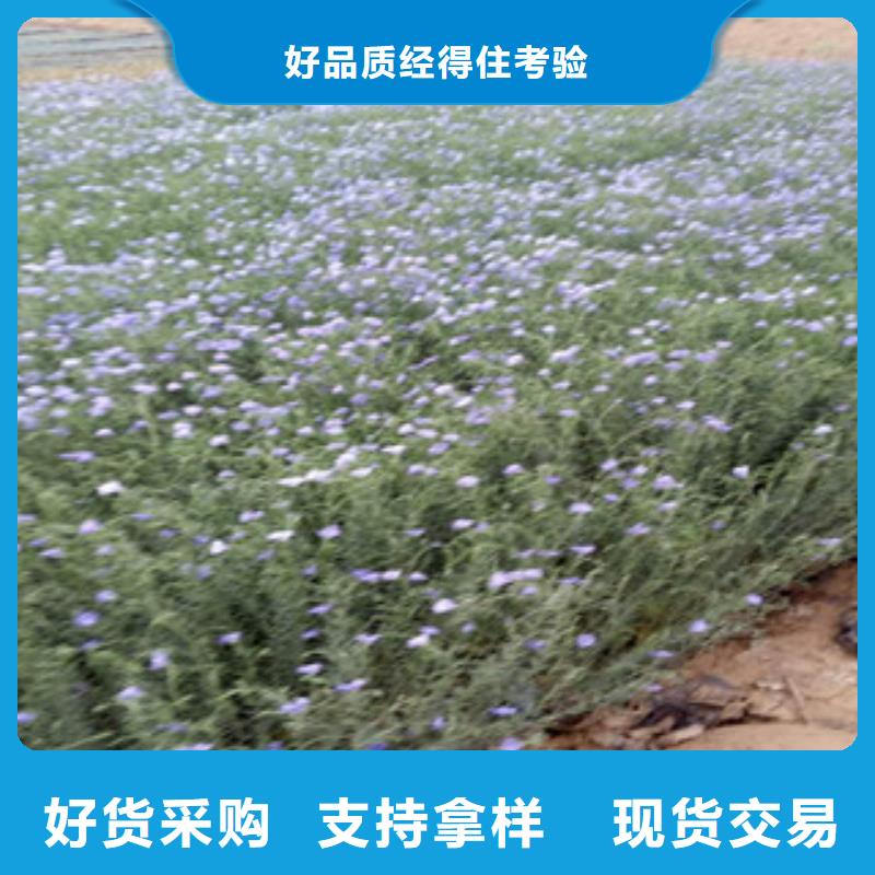 宿根花卉观赏草/蒲苇狼尾草实力厂商