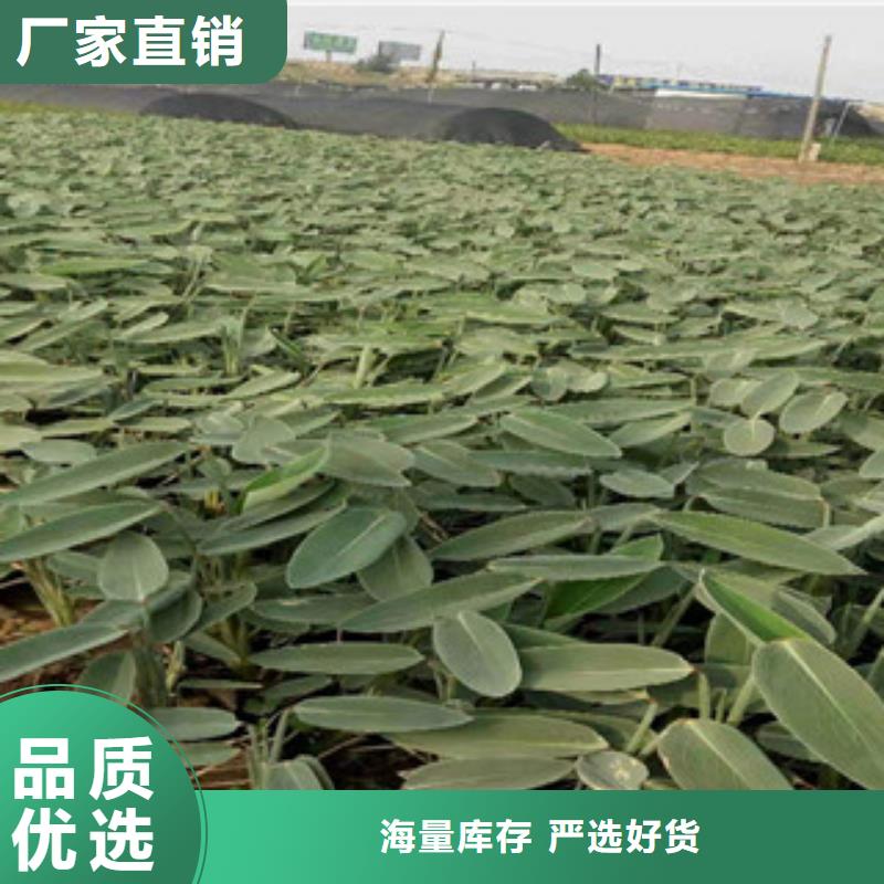 宿根花卉柳叶马鞭草/薰衣草口碑好实力强