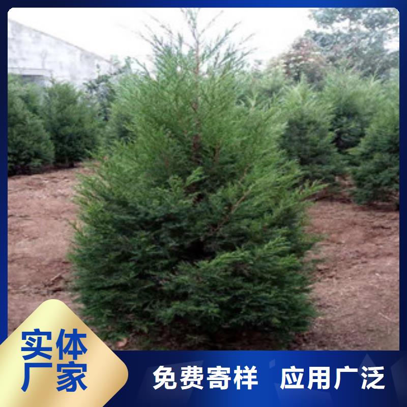 宿根花卉_宿根花卉基地专业信赖厂家