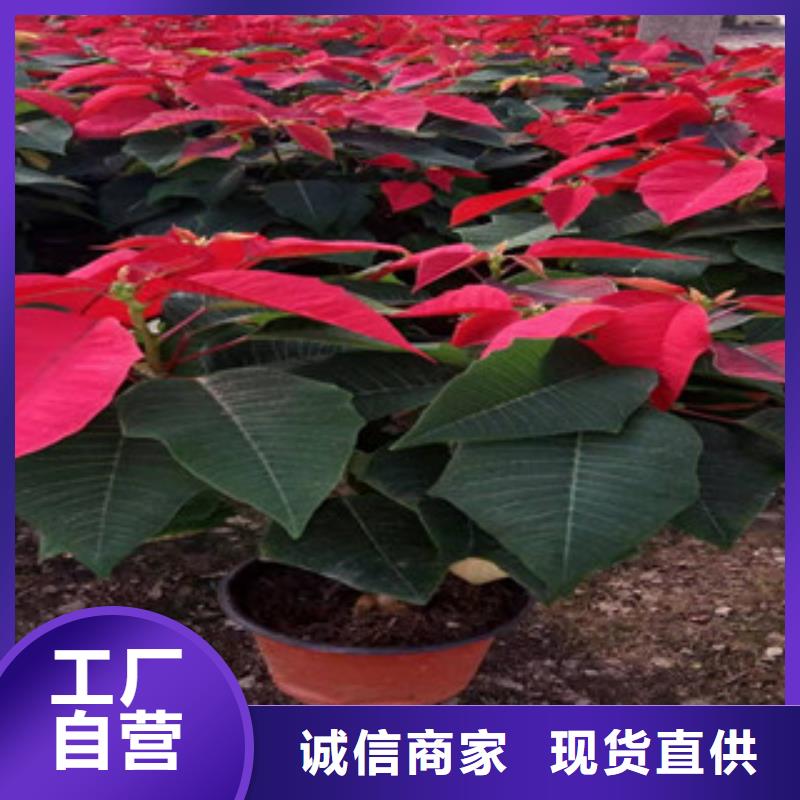 宿根花卉时令花卉/绿化草花价格全新升级品质保障