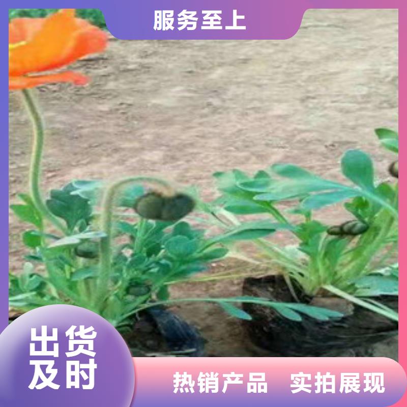 【宿根花卉】_水生植物/荷花睡莲多种优势放心选择