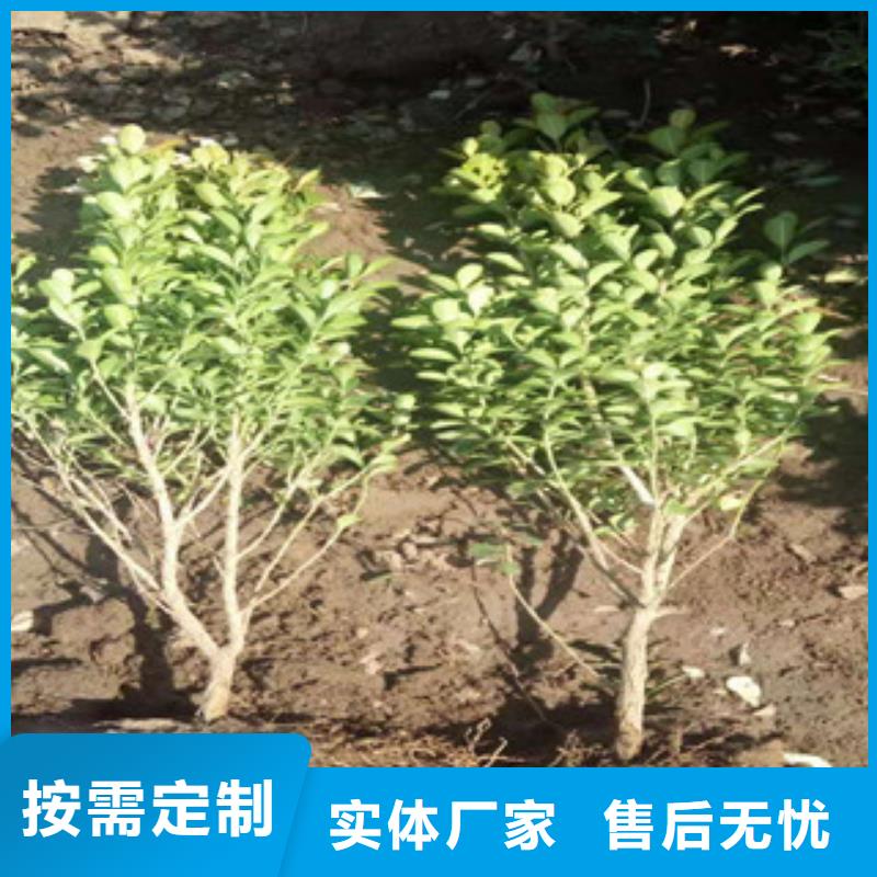 宿根花卉耐寒耐旱草花基地制造厂家