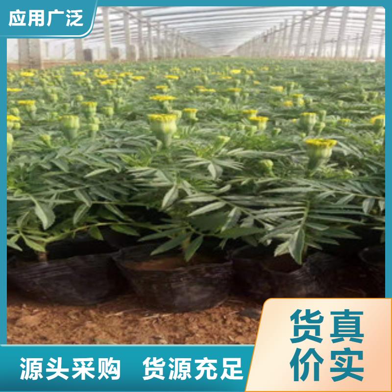 宿根花卉_宿根花卉基地款式新颖