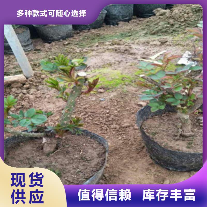 花海景观宿根花卉基地自有厂家