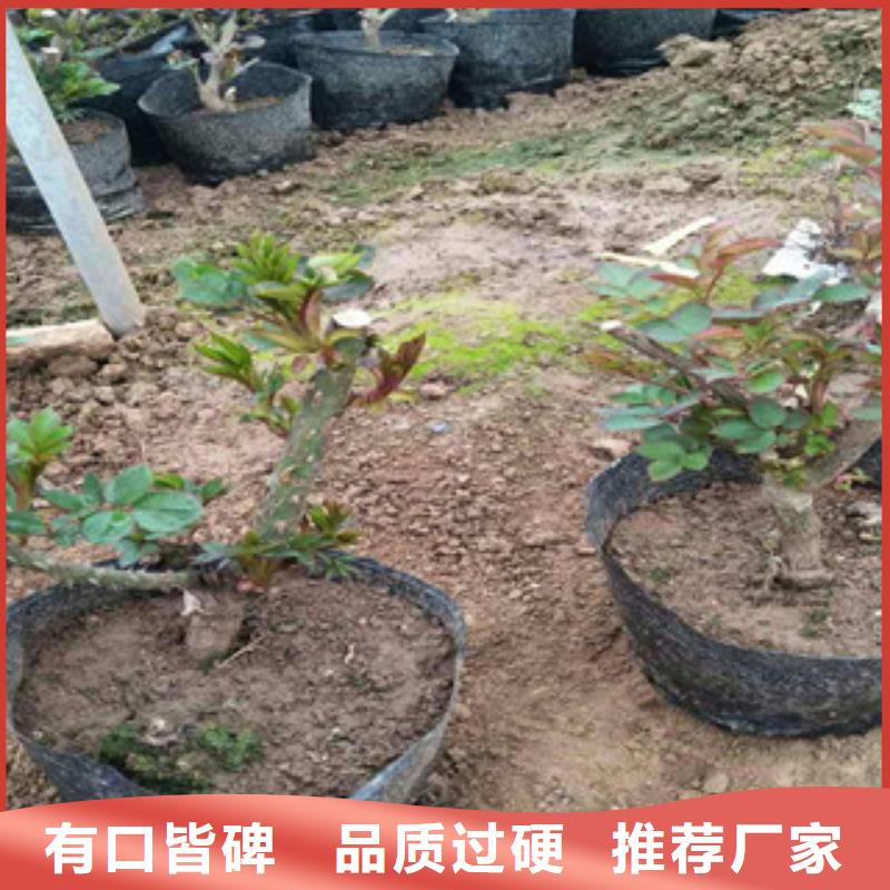 【 花海景观花海景观工程定制定做】-绿九州花卉苗木园艺场(舟山市分公司)|覆盖地域嵊泗|岱山|丽水|宁波|金华|嘉兴