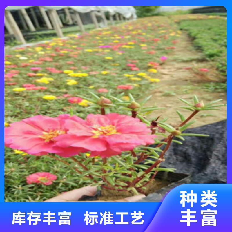 【 花海景观-鲁冰花/粉黛乱子草生产厂家】覆盖范围含|禄丰|大姚|红河|保山|曲靖|普洱