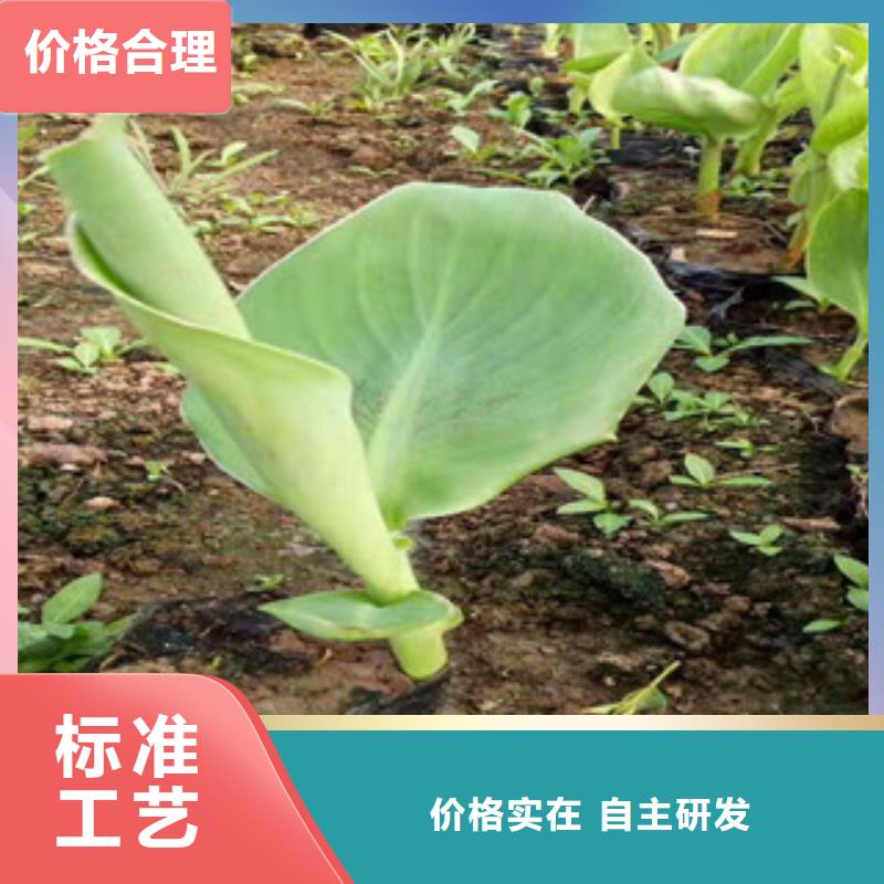 花海景观花海景观工程诚信商家服务热情