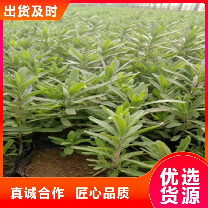 花海景观-五一国庆草花批发源头厂家