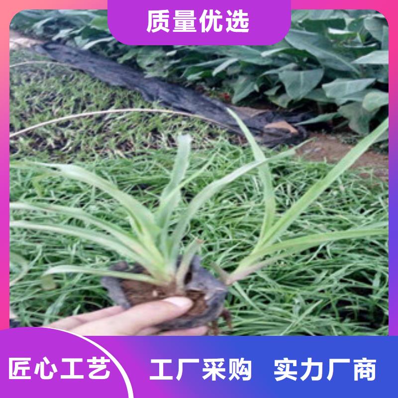 花海景观时令花卉/绿化草花价格厂家型号齐全