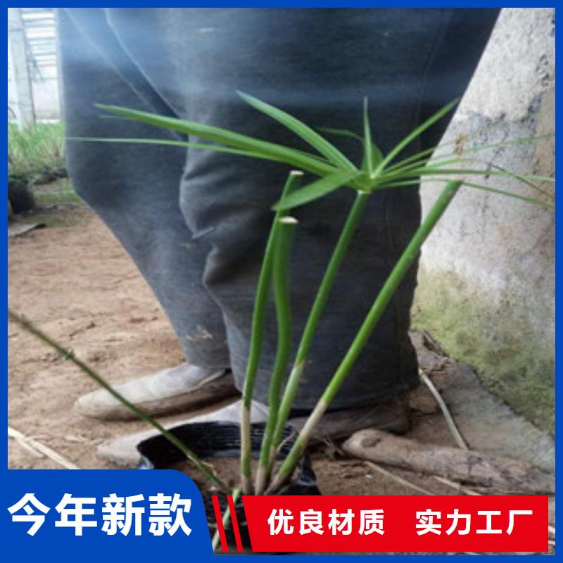 花海景观-鲁冰花/粉黛乱子草现货直供