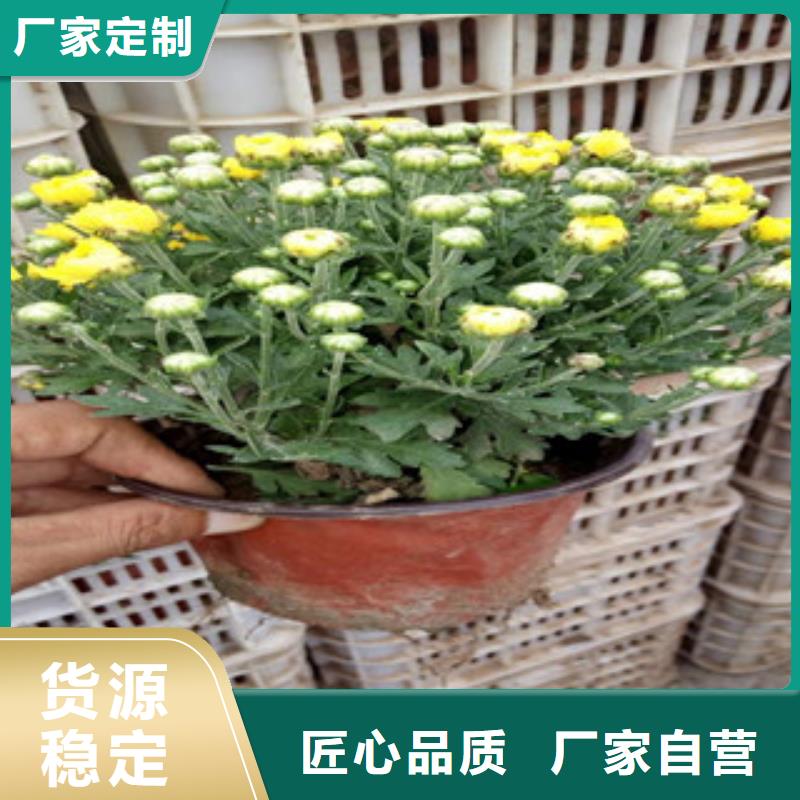 花海景观宿根花卉基地厂家质量过硬