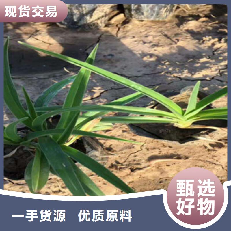 花海景观耐寒耐旱草花基地专业信赖厂家
