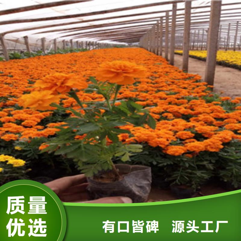 花海景观水生植物/荷花睡莲好货有保障