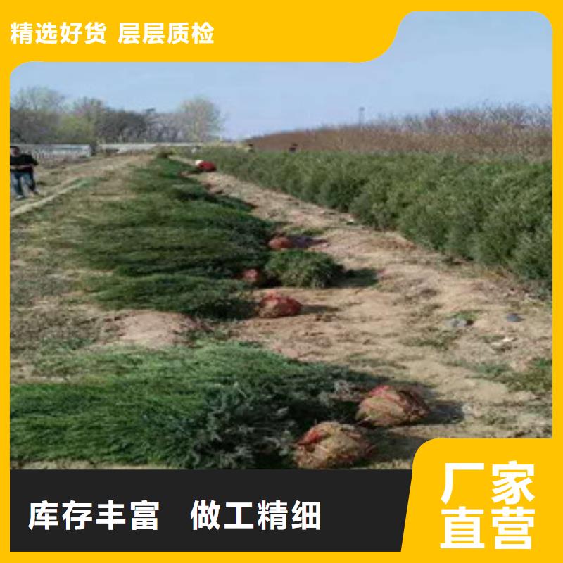 花海景观宿根花卉基地价格实惠