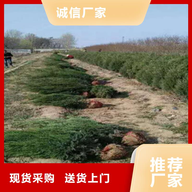 花海景观时令花卉/绿化草花价格型号全价格低