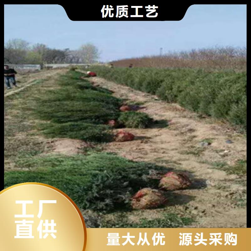 花海景观宿根花卉基地敢与同行比质量