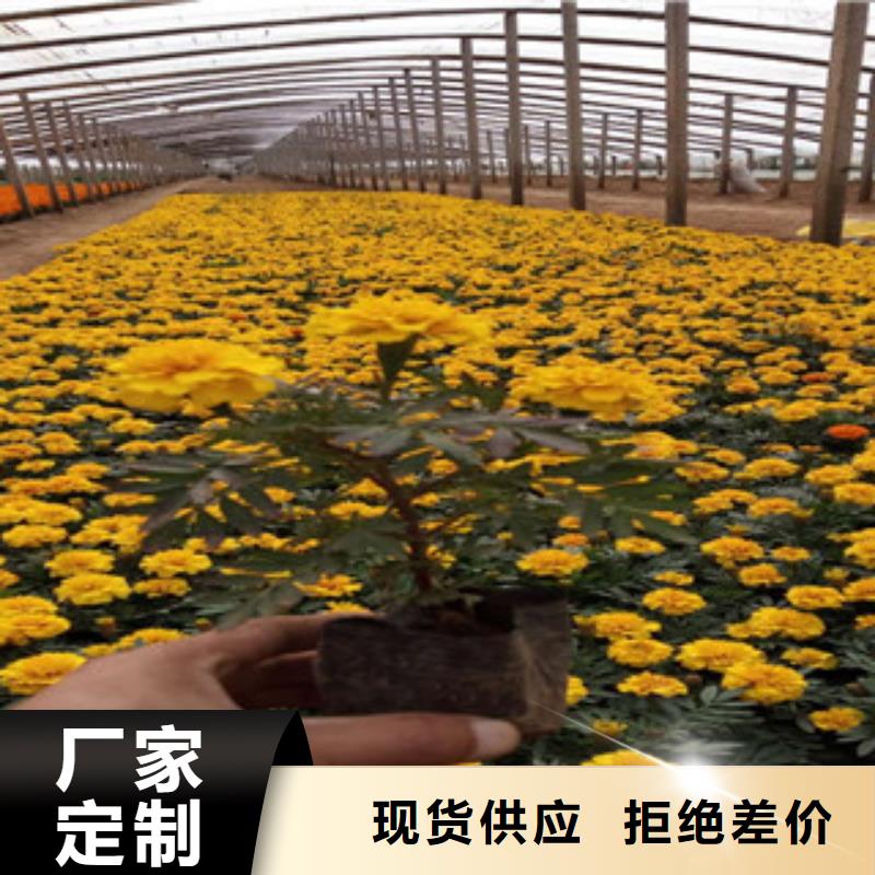花海景观宿根花卉基地价格实惠