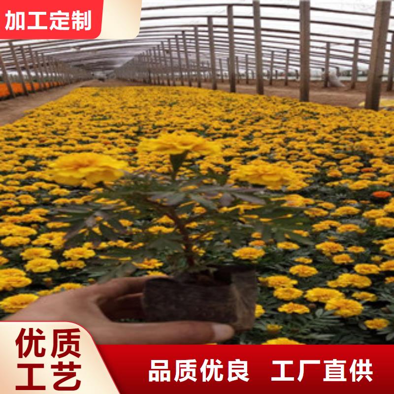 花海景观耐寒耐旱草花基地销售的是诚信