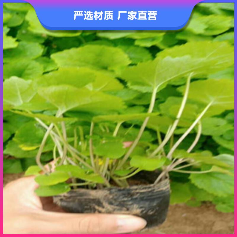 花海景观宿根花卉基地自有厂家