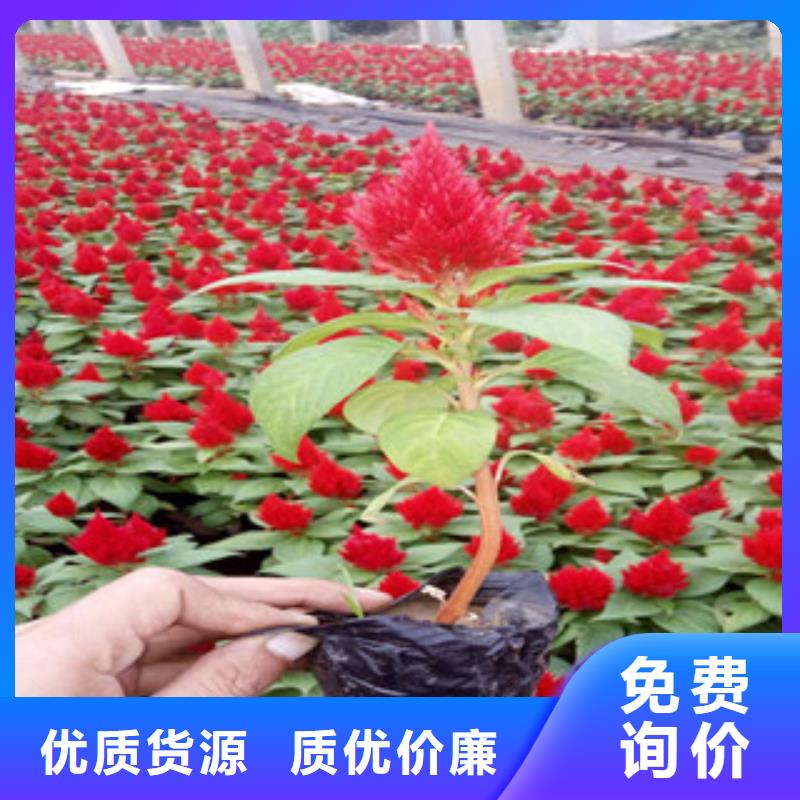 花海景观宿根花卉基地自有生产工厂