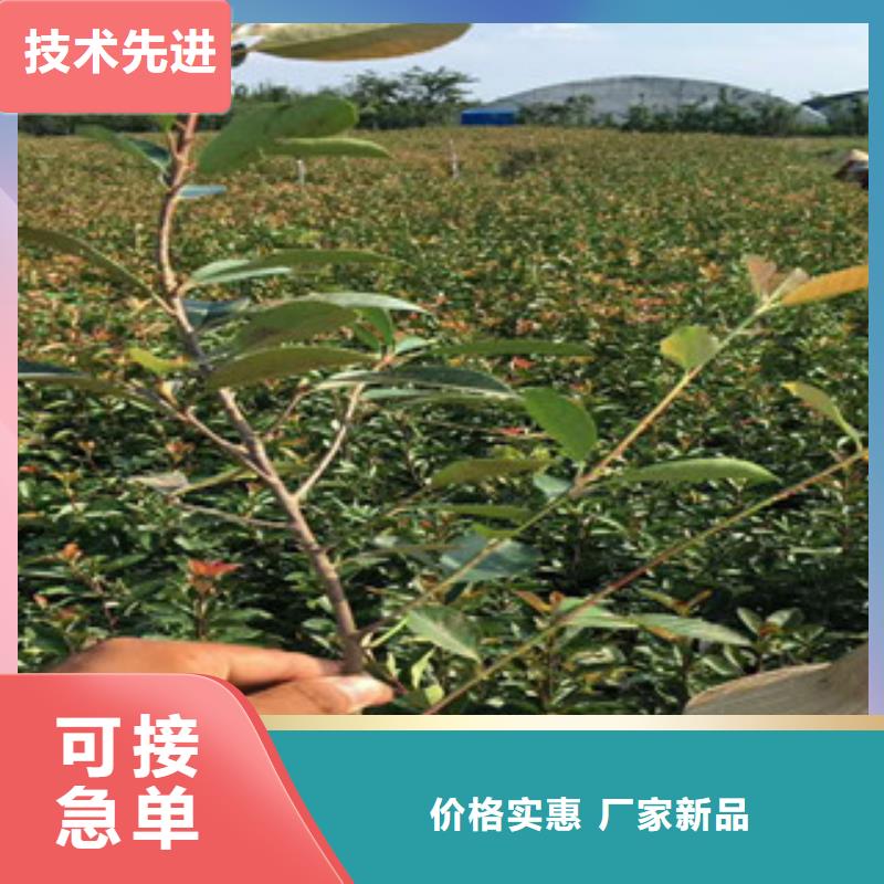 花海景观宿根花卉基地敢与同行比质量