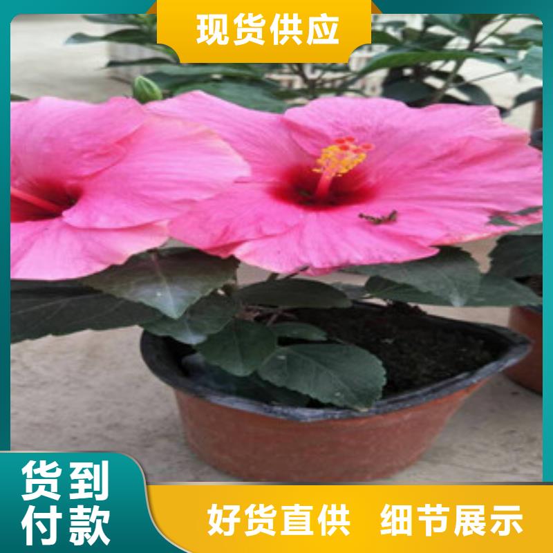 绿九州花海景观 【水生植物/荷花睡莲】定制不额外收费