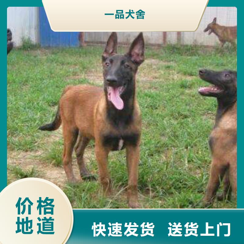 一品【 马犬 杜宾犬拥有多家成功案例】-业务覆盖区域|乌鲁木齐|克拉玛依-二八商务