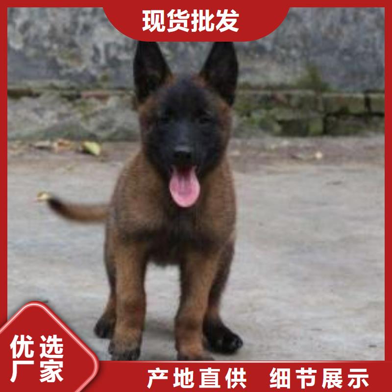 公司马犬使用方法