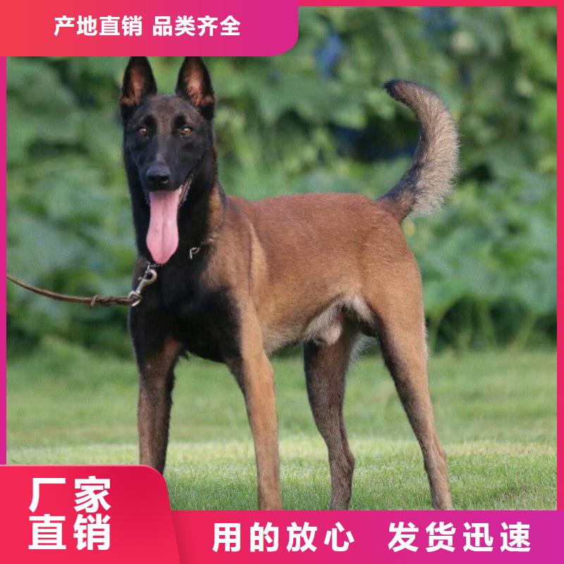 一品【 马犬 杜宾犬拥有多家成功案例】-业务覆盖区域|乌鲁木齐|克拉玛依-二八商务
